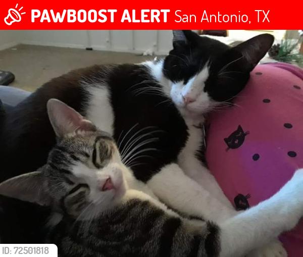 Lost Female Cat last seen  Suites , San Antonio, TX 78257