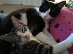 Lost Female Cat last seen  Suites , San Antonio, TX 78257