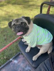 Lost Male Dog last seen Lilja rd and airline Dr, Houston, TX 77060