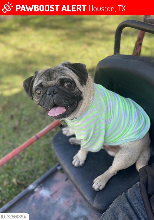 Lost Male Dog last seen Lilja rd and airline Dr, Houston, TX 77060