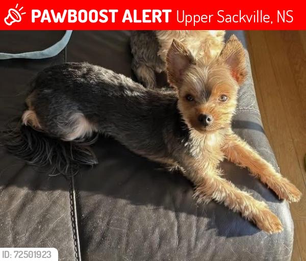 Lost Male Dog last seen Weir Field Soccer Pitch, Upper Sackville, NS 