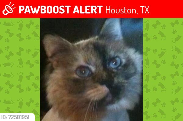 Lost Female Cat last seen Close to the town lake area , Houston, TX 77095