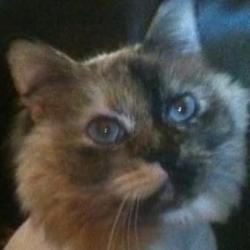 Lost Female Cat last seen Close to the town lake area , Houston, TX 77095