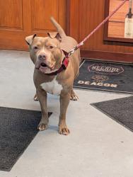Reunited Male Dog last seen 83rd ave, Albany, NY 12210