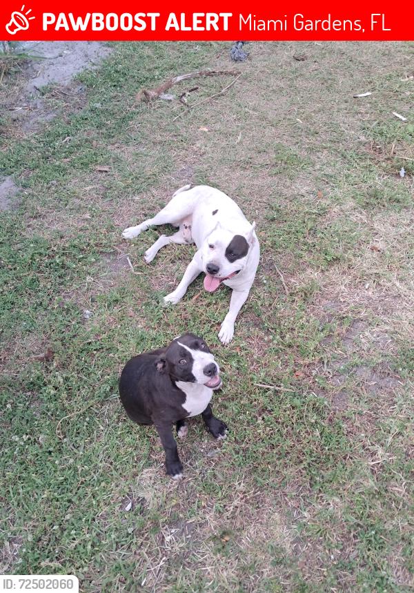 Lost Unknown Dog last seen Near nw 154th street, Miami Gardens, FL 33054