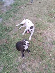 Lost Unknown Dog last seen Near nw 154th street, Miami Gardens, FL 33054