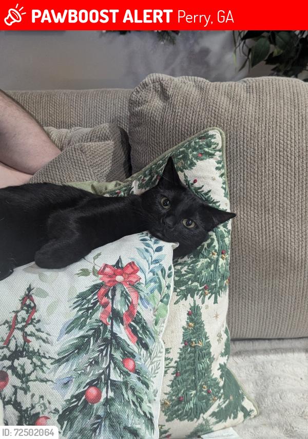 Lost Male Cat last seen Near 203 Addison lane, Perry, GA 31069