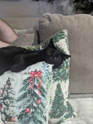 Lost Male Cat last seen Near 203 Addison lane, Perry, GA 31069