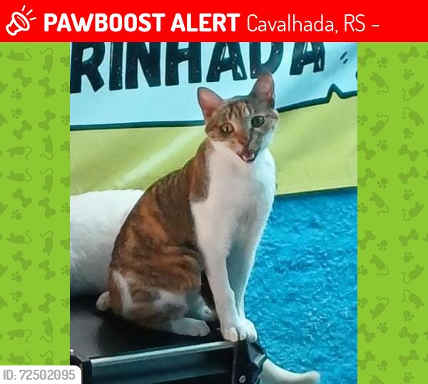 Lost Female Cat last seen Rua professor Gilberto Jorge Gonçalves 72 , Cavalhada, RS 91920-001