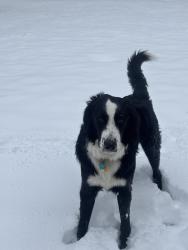 Lost Male Dog last seen Penny road pub , Barrington, IL 60010