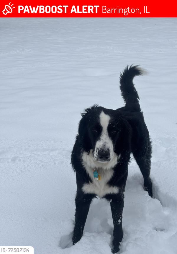 Lost Male Dog last seen Penny road pub , Barrington, IL 60010