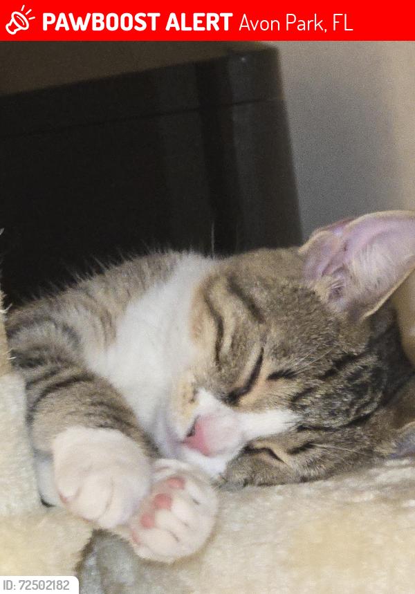 Lost Female Cat last seen Adelaide Shores RV Resort, Avon Park, FL 33825
