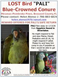 Lost Male Bird last seen Sapphire Sound in Silverlakes, Miramar, FL 33029