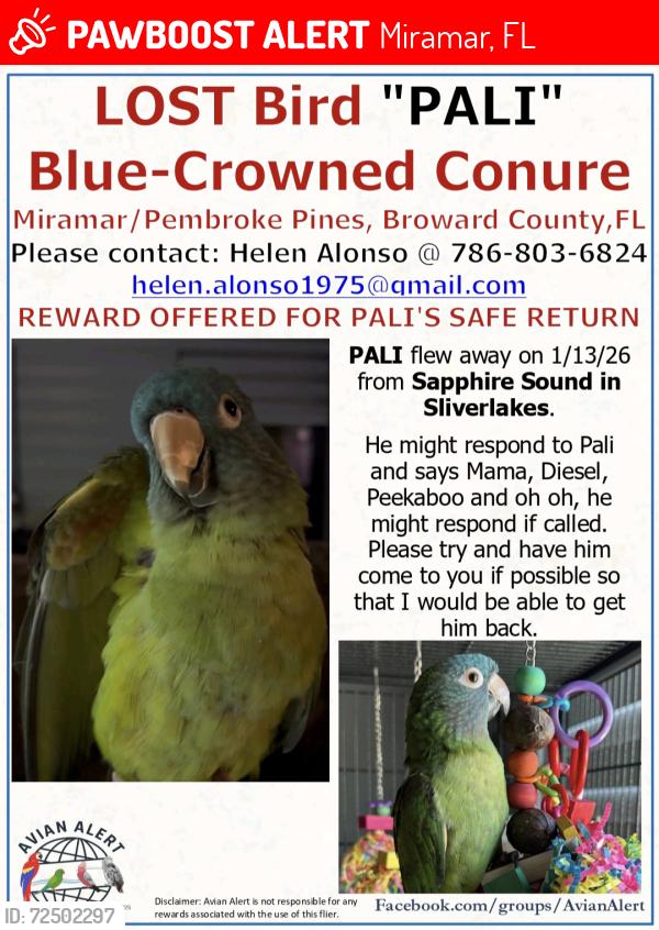 Lost Male Bird last seen Sapphire Sound in Silverlakes, Miramar, FL 33029