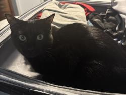 Lost Female Cat last seen Fieldstone , San Antonio, TX 78249