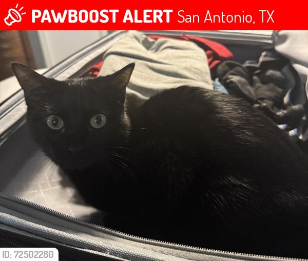 Lost Female Cat last seen Fieldstone , San Antonio, TX 78249