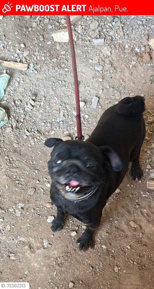 Lost Male Dog last seen Ajalpan Puebla , Barrio Guadalupe , Ajalpan, Pue. 75910