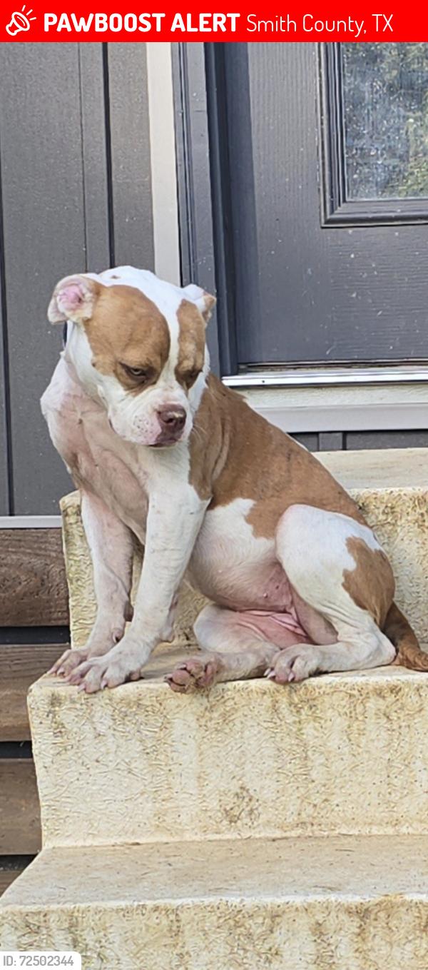 Lost Female Dog last seen CR 3199 at , Smith County, TX 75684