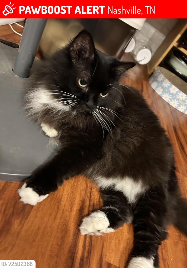 Lost Female Cat last seen  cedar crest Dr Nashville Tennessee 37209, Nashville, TN 37209