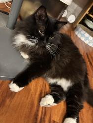 Lost Female Cat last seen  cedar crest Dr Nashville Tennessee 37209, Nashville, TN 37209