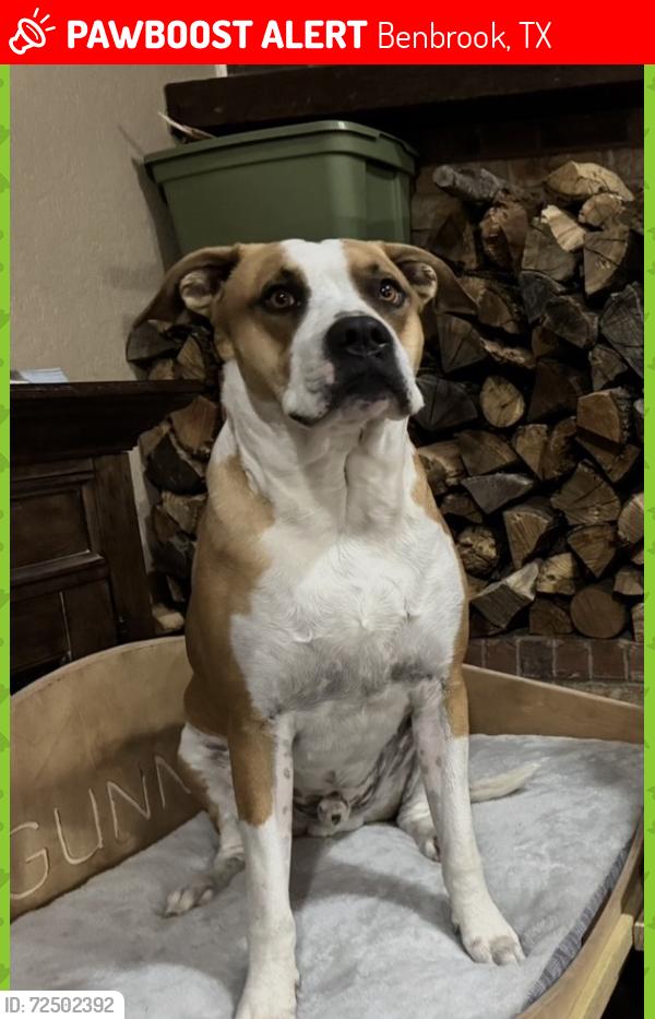 Lost Male Dog last seen Green links dr and Jerry dunn, Benbrook, TX 76126
