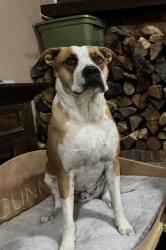 Lost Male Dog last seen Green links dr and Jerry dunn, Benbrook, TX 76126