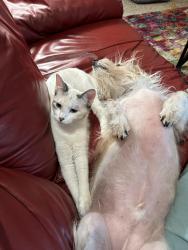 Lost Female Cat last seen Colorado and University , Littleton, CO 80126