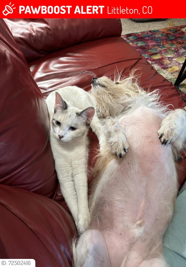 Lost Female Cat last seen Colorado and University , Littleton, CO 80126