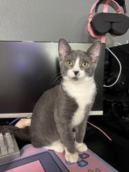 Lost Male Cat last seen Butterworth Elementary School, Moline, IL 61265