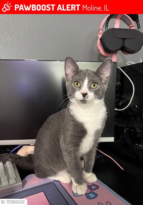 Lost Male Cat last seen Butterworth Elementary School, Moline, IL 61265