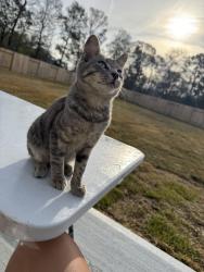 Lost Male Cat last seen Near Brighter Blooms Ave, Porter, TX 77365, Porter Heights, TX 77365