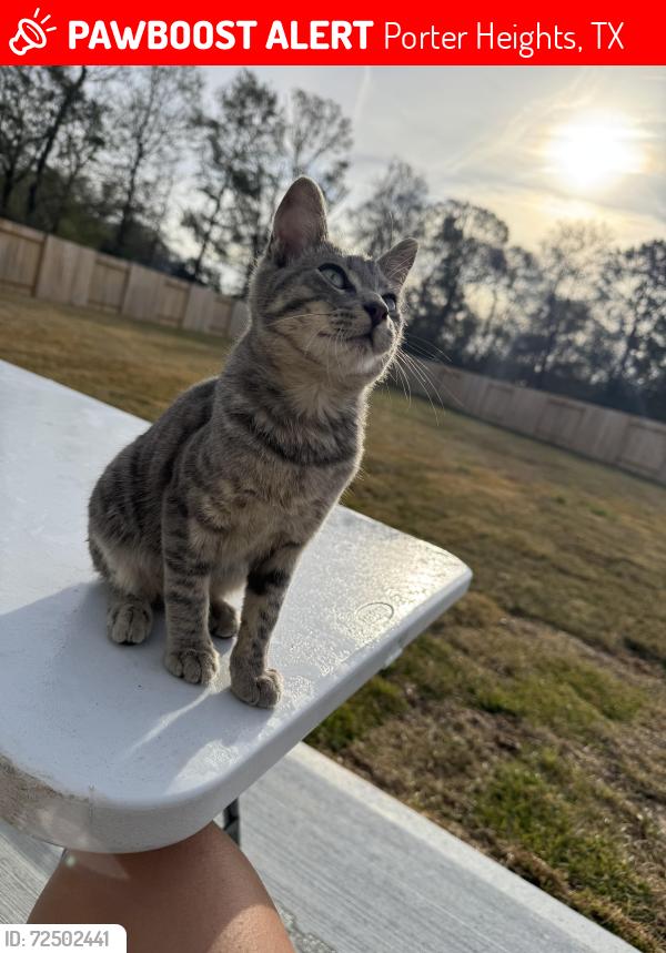 Lost Male Cat last seen Near Brighter Blooms Ave, Porter, TX 77365, Porter Heights, TX 77365