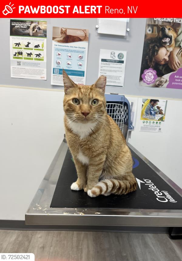 Lost Male Cat last seen Bryant/Ebbetts/Kings Row/Pierremont general area, Reno, NV 89503
