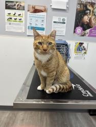 Lost Male Cat last seen Bryant/Ebbetts/Kings Row/Pierremont general area, Reno, NV 89503