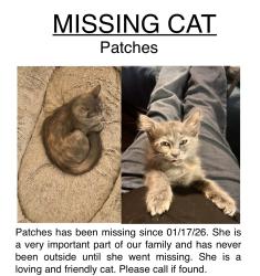 Lost Female Cat last seen University & Extention, Mesa, AZ 85201