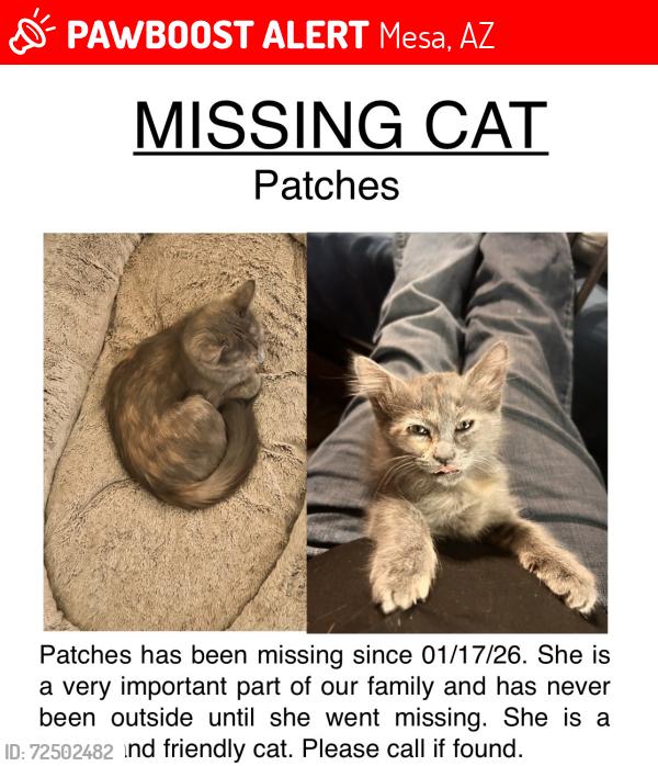 Lost Female Cat last seen University & Extention, Mesa, AZ 85201