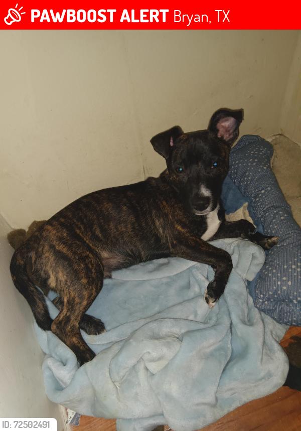 Lost Male Dog last seen Near River Stone apmts. Kent Street , Bryan, TX 77802