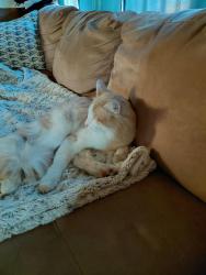 Lost Male Cat last seen Kennicott and Elston, Chicago, IL 60630
