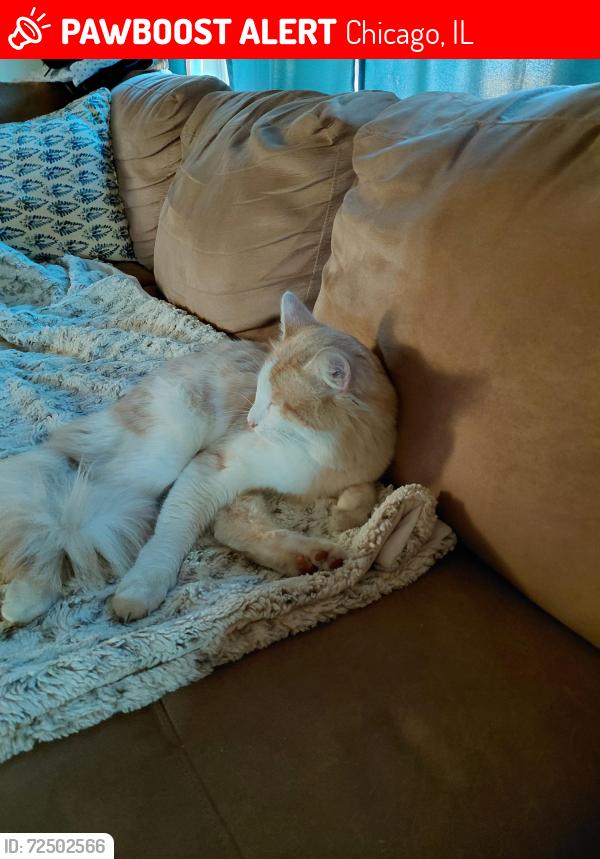 Lost Male Cat last seen Kennicott and Elston, Chicago, IL 60630