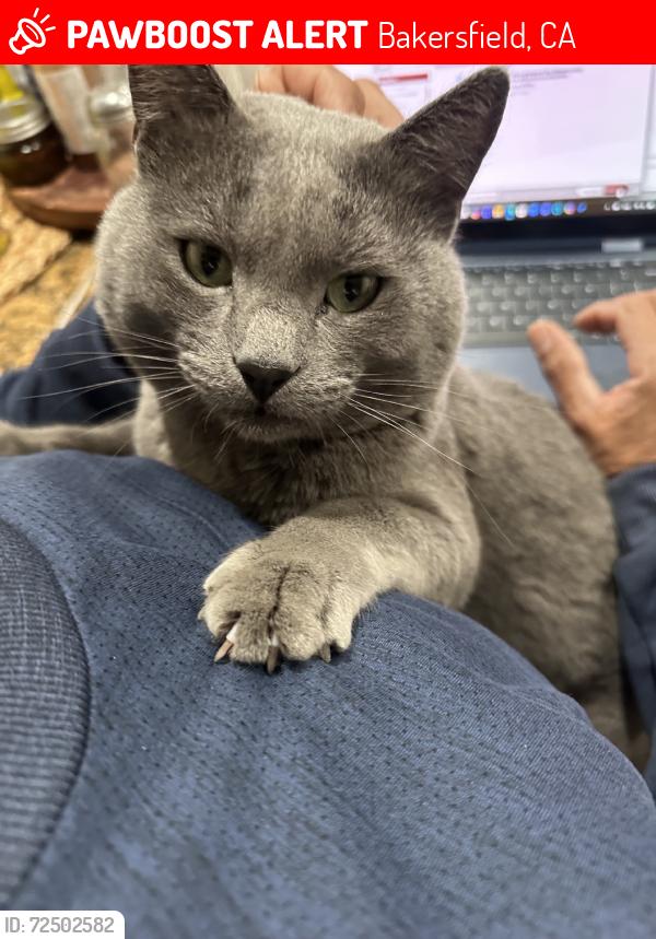 Lost Male Cat last seen Harris and spring creek loop, Bakersfield, CA 93313