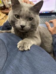 Lost Male Cat last seen Harris and spring creek loop, Bakersfield, CA 93313
