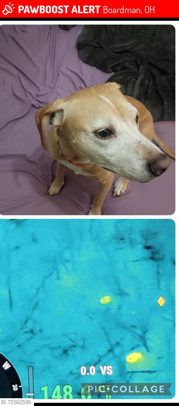 Lost Male Dog last seen Mcmichael brothers, Boardman, OH 44512