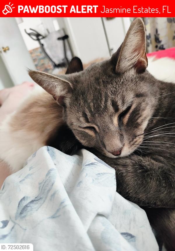 Lost Male Cat last seen Newton drive and Crofton, Jasmine Estates, FL 34668