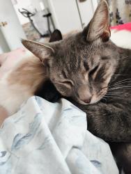 Lost Male Cat last seen Newton drive and Crofton, Jasmine Estates, FL 34668