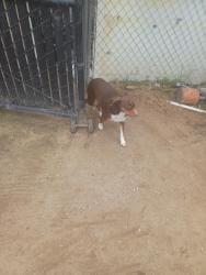 Found/Stray Male Dog last seen Glenn Avenue and Dallas Street , Modesto, CA 95358