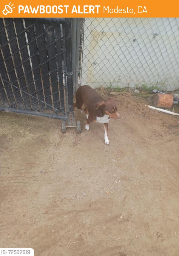 Found/Stray Male Dog last seen Glenn Avenue and Dallas Street , Modesto, CA 95358