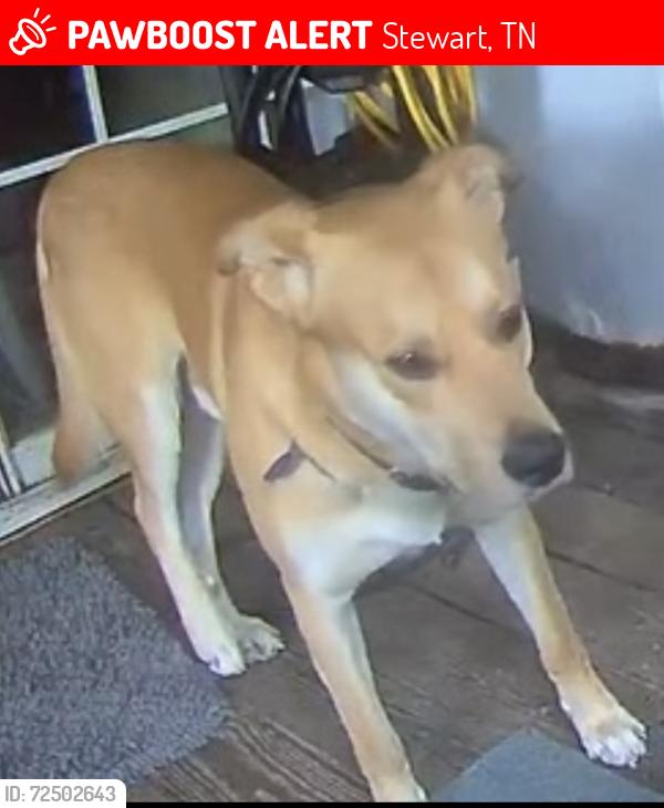 Lost Male Dog last seen White Oak rd & New Hope Hollow rd, Stewart, TN 37175