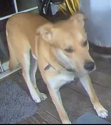 Lost Male Dog last seen White Oak rd & New Hope Hollow rd, Stewart, TN 37175