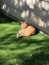 Lost Male Cat last seen Bevis st at w15-1/2, Houston, TX 77008