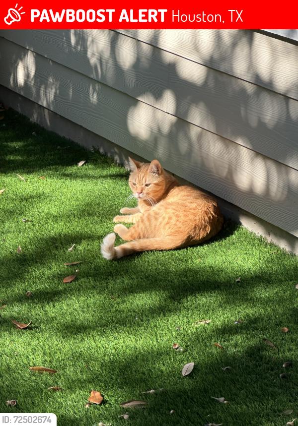 Lost Male Cat last seen Bevis st at w15-1/2, Houston, TX 77008